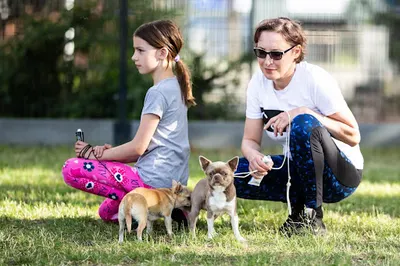 HAUward Szczecin - szkoła dla psów, handling, przygotowanie do wystaw